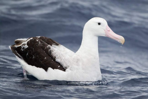 Lutanje albatros - pomorski putnik Lutanje albatros - pomorski putnik